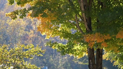 Wall Mural - colorful woods with yellow and orange canopies in autumn forest on sunny day. landscape of wild natu