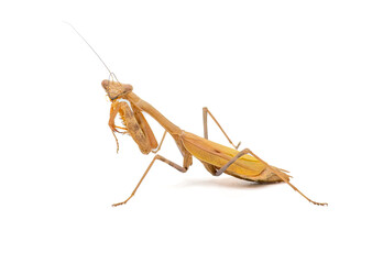 Wall Mural - Praying Mantis