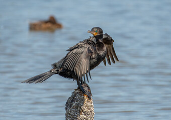 Wall Mural - neotropic cormorant