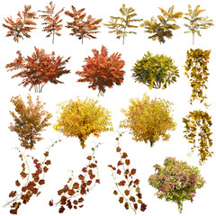Wall Mural - seasonal plants with fall colors. colorful plants in autumn isolated on transparent background. vege