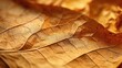 Close up of tobacco leaf