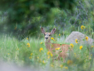 Wall Mural - deer in the grass