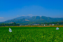 Landscape Photography. Background Photo Of Scenic Views Of Green Rice Fields And Bird Repellents. Rice Fields Installed With Bird Repellents Made Of Plastic. Bandung - Indonesia