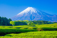 Tea Plantations And Mount Fuji, Japan,Fuji, Shizuoka,Shizuoka Prefecture