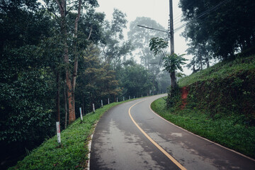 Canvas Print - road and trees in the morning