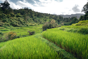 Poster - Rice fields and wooden hut balcony