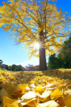 Sunlight Through The Yellow Leaves Of Ginkgo, Japan,Tachikawa,Tokyo