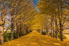 Autumn Leaves Of Ginkgo Boulevard, Japan,Tokyo,Tachikawa
