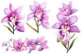 Fototapeta Motyle - Watercolor image of a set of orchid flowers on a white background