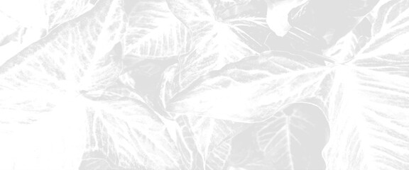 Wall Mural - Tropical plant seamless pattern, beautiful abstract color white leaf on background and light white leaf.