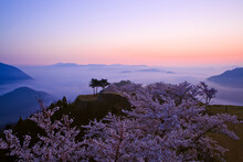 Sea Of Clouds And Cherry Blossoms At Takeda Castle, Japan,Hyogo Prefecture,Asago, Hyogo