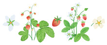 Strawberry Watercolor