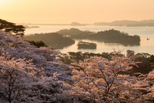 Matsushima And Cherry Blossoms In The Morning, Japan,Miyagi Prefecture,Matsushima, Miyagi