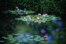 Water Lilies Pond, Japan,Tokyo,Ikebukuro