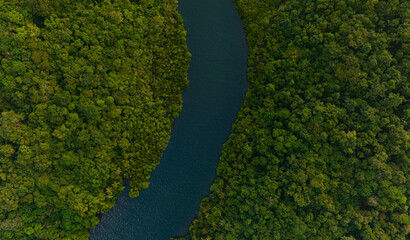 Wall Mural - Aerial view of dark green forest and river. Rich natural ecosystem of rainforest. concept of natural forest conservation