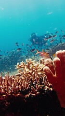 Sticker - Male freediver swims underwater in the tropical sea and enjoys the healthy coral reef in the Komodo National Park in Indonesia