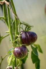 Poster - Red, ripe and green large tomatoes on a bush in a greenhouse. Tomatoes in a greenhouse. Plantation of tomatoes. Organic farming, growth of young tomato plants in a greenhouse.
