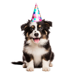 Sticker - Fluffy dog with birthday cap isolated