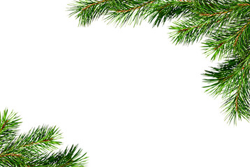 christmas corner arrangement with green pine twigs isolated on white or transparent background