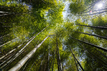 Poster - Bottom view of bamboo tree forest