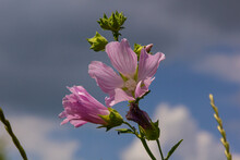 Flower Close-up Of Malva Alcea Greater Musk, Cut Leaved, Vervain Or Hollyhock Mallow, On Soft Blurry Green Grass Background