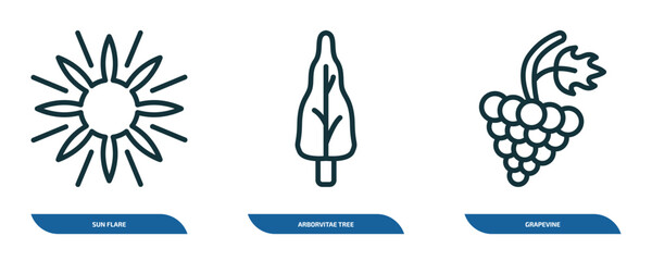 Poster - set of 3 linear icons from nature concept. outline icons such as sun flare, arborvitae tree, grapevine vector