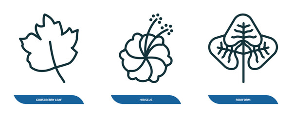 Poster - set of 3 linear icons from nature concept. outline icons such as gooseberry leaf, hibiscus, reniform vector