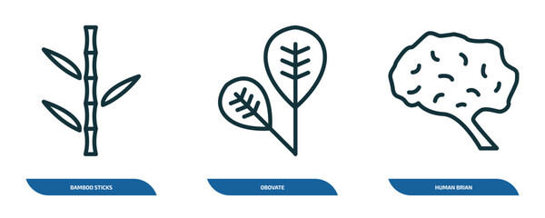 Poster - set of 3 linear icons from nature concept. outline icons such as bamboo sticks, obovate, human brian vector