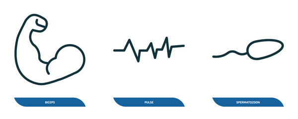 Poster - set of 3 linear icons from health and medical concept. outline icons such as biceps, pulse, spermatozoon vector