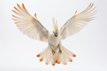 Flying Sulphur-crested Cockatoo Bird On White Background