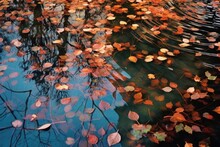 Leaves Floating On A Park Ponds Reflective Surface