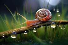 Snail Sliding On A Blade Of Dewy Grass
