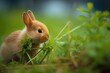 close-up of rabbit nibbling carrot on grass