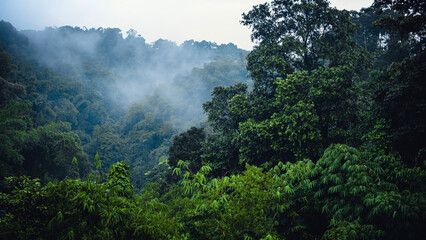 Kuningan West Java, the scenery is so beautiful and cool with lush trees that are still green 