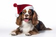 Full-length portrait photography of a smiling cavalier king charles spaniel dog pawing wearing a christmas hat against a white background. With generative AI technology