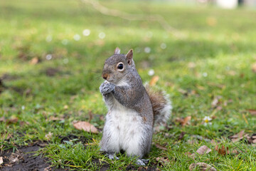 squirrel standing in the grass in central park