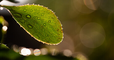 Canvas Print - wet green leaf close up