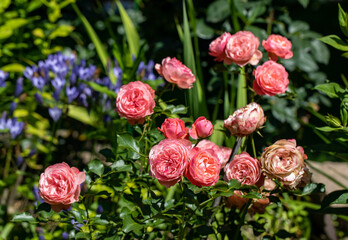 Wall Mural - Red Roses on the Branch in the Garden