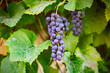 domowe winogrona