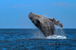 Beautiful humpback whale jumping after emerging from the deep sea and falling into the sea off the Mexican coast of Cabo San Lucas.