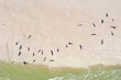 une colonie de phoques sur un banc de sable dans le Nord de la France près de Berck