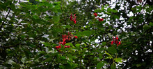 Background Of Erythrina Tree Branches With Few Flowers Blooming