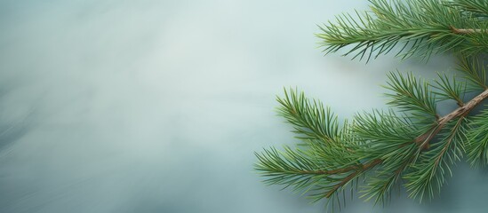 Leinwandbilder - Compact pine twig circular emerald spikes sizable macro isolated pastel background Copy space
