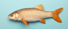 European Carp Cyprinus Carpio Captured Against Isolated Pastel Background Copy Space With Tail Fins And Scales