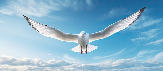 Poster - Large flying seabird isolated pastel background Copy space