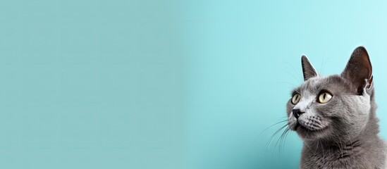 Poster - Gray cat alone against isolated pastel background Copy space