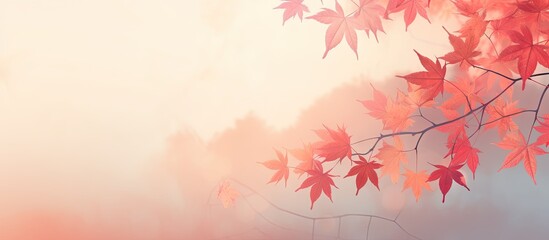 Wall Mural - gorgeous thai autumn scene with red leaves at sunset isolated pastel background copy space