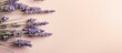 © HN Works - Lavender bunch alone on a isolated pastel background Copy space