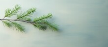 Compact Pine Twig Circular Emerald Spikes Sizable Macro Isolated Pastel Background Copy Space