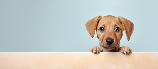 Canvas Print - Close up studio portrait of a dog isolated on a isolated pastel background Copy space looking directly at the camera